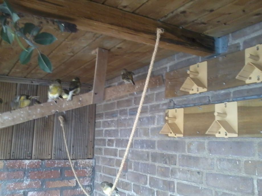 Tegen de avond zitten de meeste vogel bovenin tegen de rand van het dak.  
