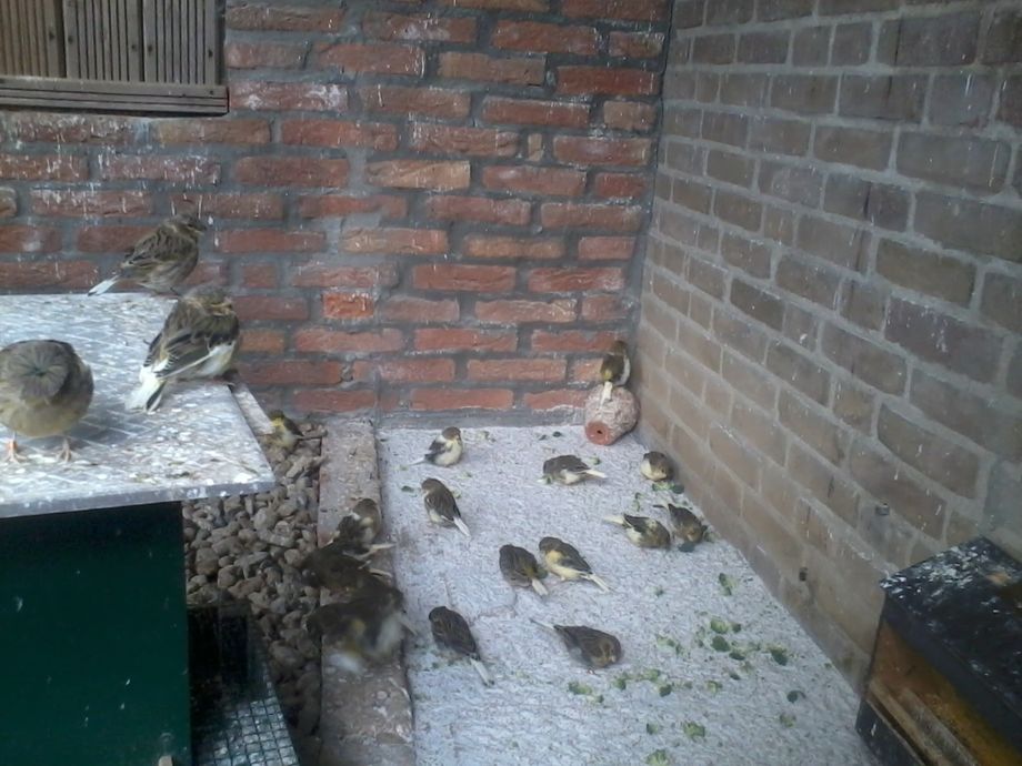 Links ziet u een stukje van mijn voersilo. Als het echt zou moeten kunnen ze hier wel 5 dagen mee door. Onder de silo heb ik een grotere bak met gaas erover gespannen, waardoor het overtollige zaad wordt opgevangen. De vogels kunnen hier dus niet meer bij. Rechts ziet u de eivoersilo. Hier kunnen ze dagelijks van eten wat ze willen.  