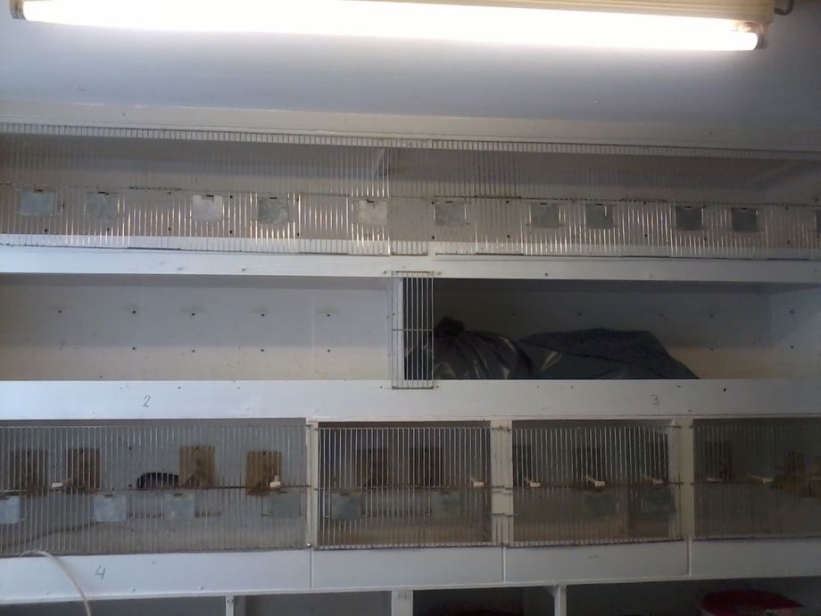 De onderste lange kooi is het nachthok. Links ziet u het invlieggat even dichtgezet met een steen. Zo kan ik op mijn gemak het nachthok schoon maken. Meestal zitten er in de nacht zo'n 20 vogels binnen. Vaak zijn dit de oudere vogels. 