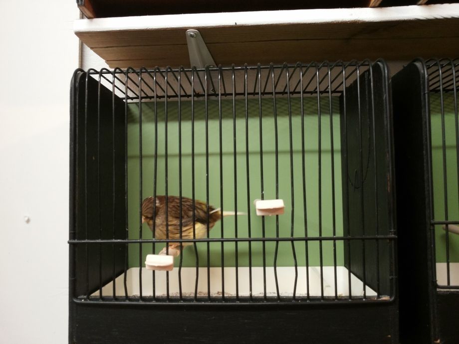 2015 Mooiste gloster consort ringnummer 8fuh 34 bij de Speciaalclub Vorm en Postuur Oost Nederland op 3 oktober op de jongvogelpostuurdag in Nieuw Heeten. Deze pop haalde 94 pntn op de onderlinge clubshow en 92 pntn op de Rayonshow Oost Nederland in december 2015.