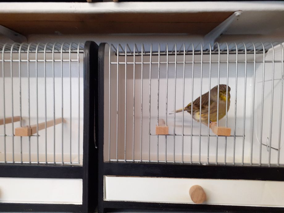 Tegenwoordig heb ik 4 van deze mooie kooitjes. Gekregen van een collegakweker die ze zelf gemaakt heeft. Jonge vogels gaan voor de show eerst in een broedkooi en na 1 of 2 dagen in deze kooi. De laatjes kun je er zo uithalen zonder de vogel te hinderen. Daarna gaan ze in de echte postuurkooi. Zie foto hieronder.