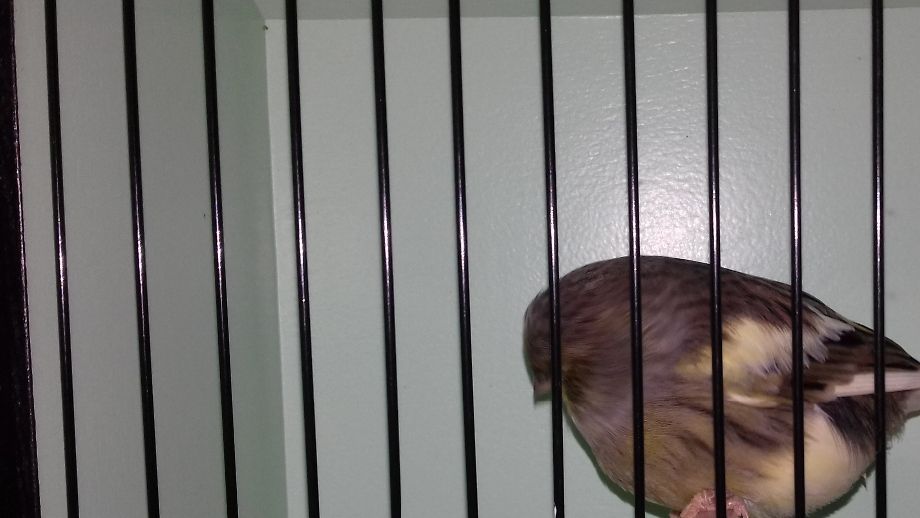 Dit vind ik eigenlijk nog steeds mijn mooiste Glostertje 8FUH 2019 320. U ziet deze vogel ook bij koppel 1 van; kweek 2021 deel 1.